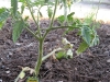 Tomato - Solar Fire