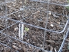 Tomato - Ricsentraube