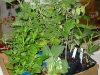 New Plants from NHG
