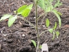 Tomato - Aunt Ruby's German Green