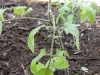Tomato - Great White