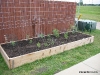 Asparagus Bed