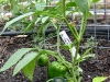 Pepper - Redskin