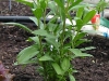 Mexican Mint Marigold