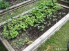 Butter Beans, Cowpeas, Cucumber