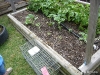 Raised bed with Sunflowers