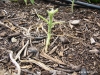 Eaten sunflower #2