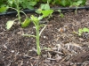 Eaten sunflower #3