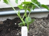 Pole Bean - Yard Long