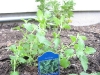 Catmint
