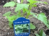 Lemon Balm