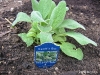 Lamb's Ear