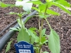 Thai Basil