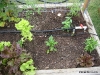 Tomatoes, Peppers, Basil, Lettuce