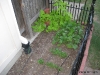 Sweet Tomato Vine