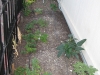 Herbs