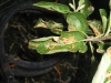 Apple Tree Leaves