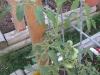Healthy Tomato
