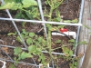 Tomato - spider mite issue