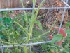 Tomato - destruction by tobacco worm