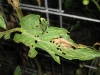 Tomato leaf