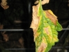 Tomato leaf