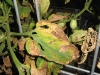 Tomato leaf