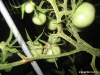 Worms eating my tomatoes