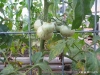 Blight disease?