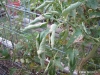 Curled tomato leaves