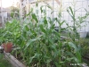 Corn