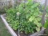 Beans, cowpeas, cucumbers