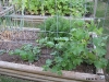 Cantaloupe