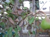 Pear tree