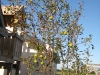 Diseased Pear Tree with record # of fruit