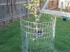 Persimmon Tree