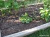 Malabar heat-resistant spinach