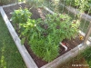 Thai Basil and more