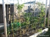 Tomato Plants: Disappointing