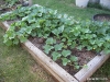 Volunteer Cantaloupe