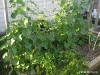 Vertical Cantaloupe 