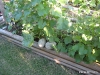 Two Big Mellons