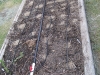 new seeds