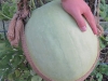 big watermelon