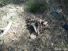 My Fire