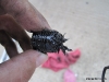 Drain Plug w/ metal shavings