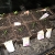 Peppers - 21 days old