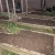Room for 9 tomato plants