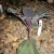 Red Cabbage