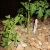 Cherokee Purple Tomato